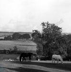 Wold's Farm, Warter
